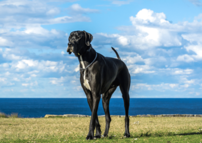 Dog Breed Spotlight: Great Dane
