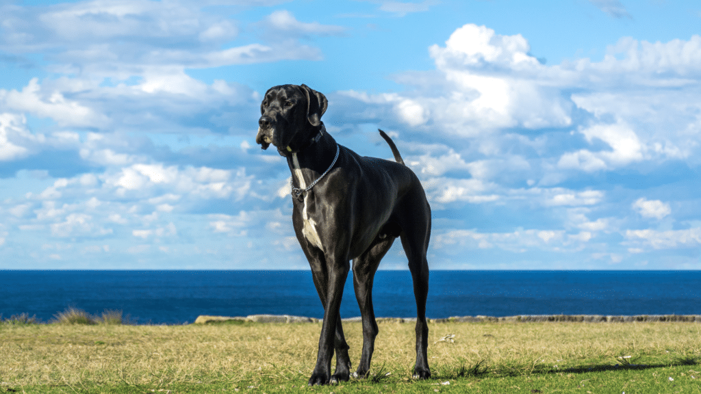 Dog Breed Spotlight: Great Dane