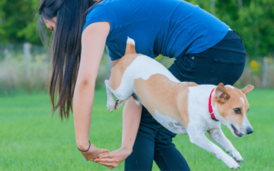 Detailing 5 Advanced Tricks to Teach Your Dog