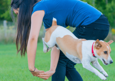 Detailing 5 Advanced Tricks to Teach Your Dog