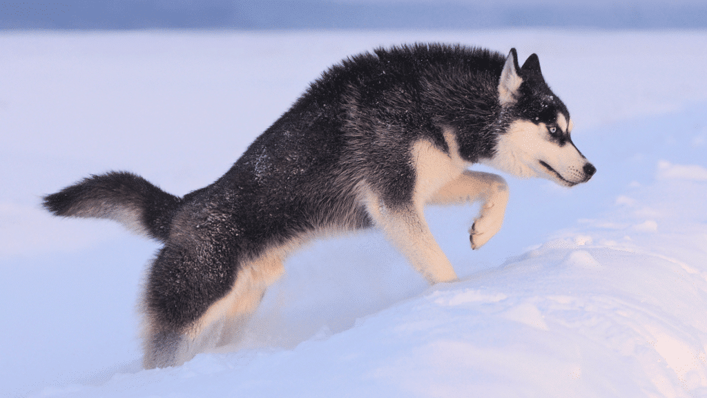 Dog Breed Spotlight: Siberian Husky