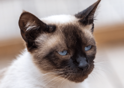Cat Breed Spotlight: Birman