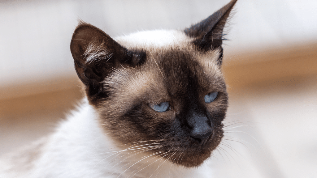 Cat Breed Spotlight: Birman