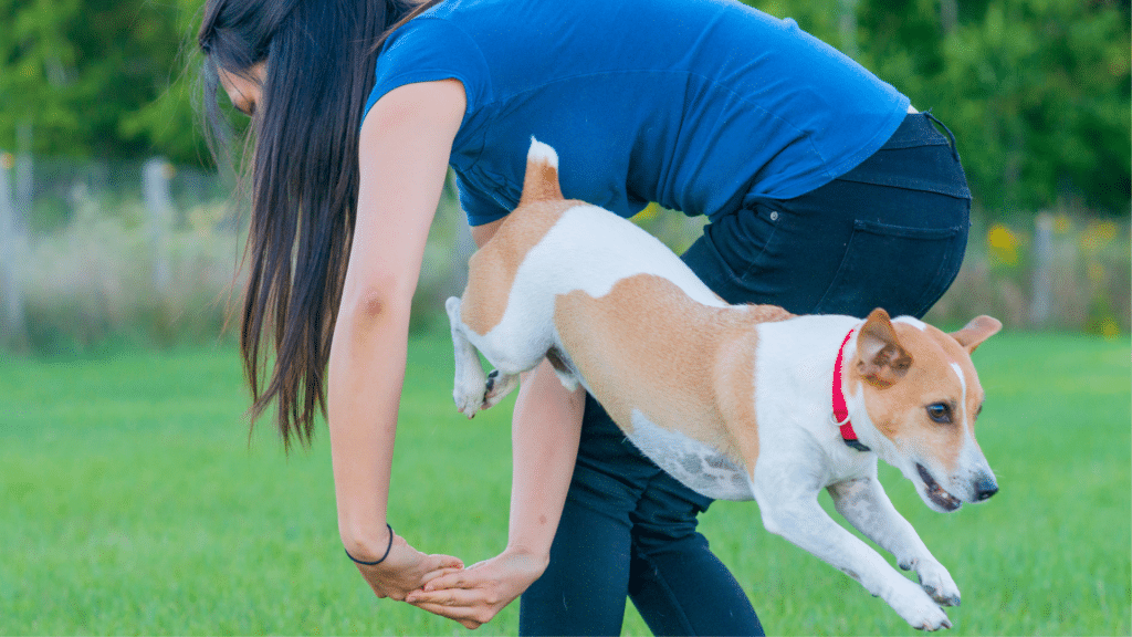 Detailing 5 Advanced Tricks to Teach Your Dog