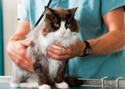 Common Feline Health Issues & How to Prevent Them