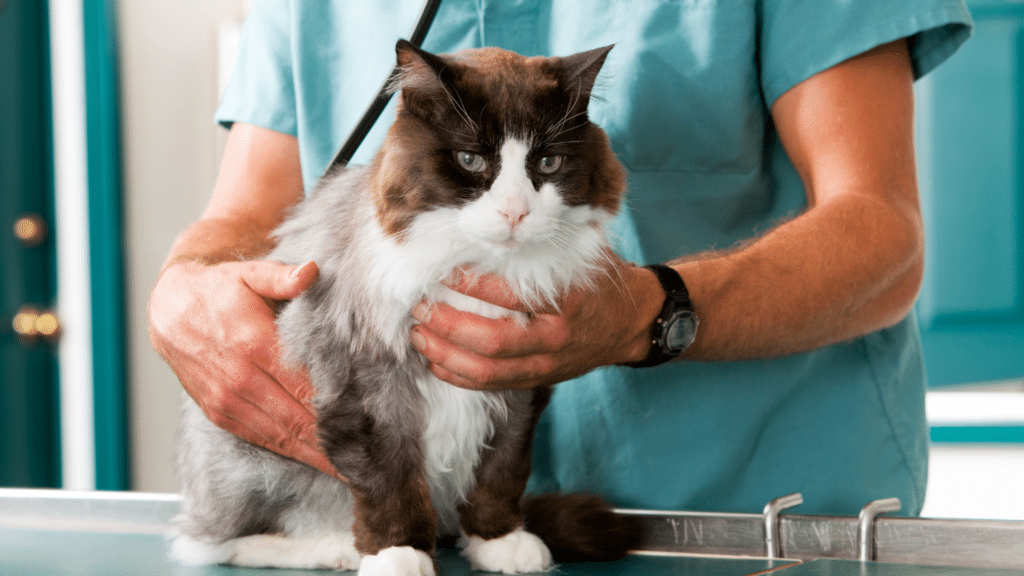 Common Feline Health Issues & How to Prevent Them