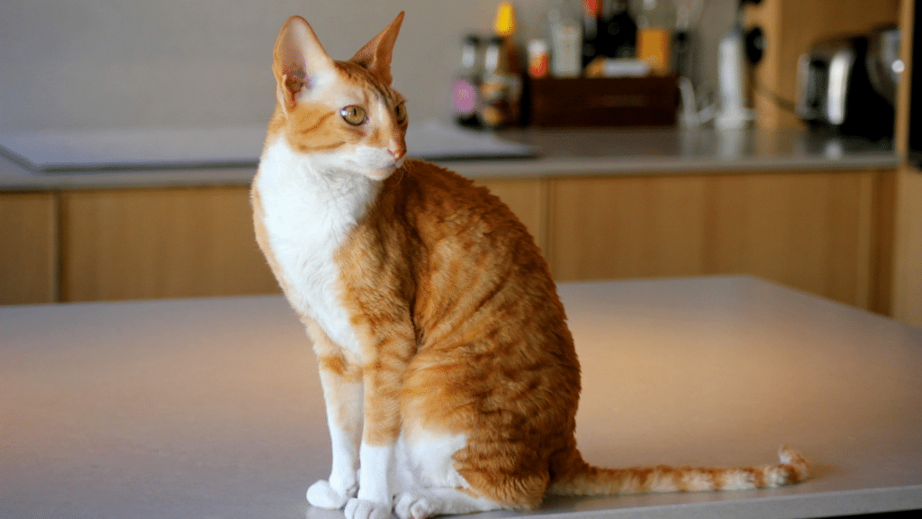 Cat Breed Spotlight: Cornish Rex