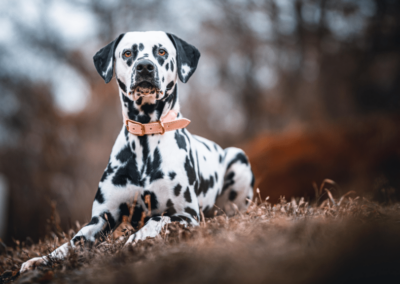 Dog Breed Spotlight: Dalmatian