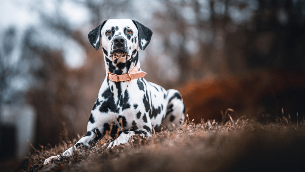 Dog Breed Spotlight: Dalmatian