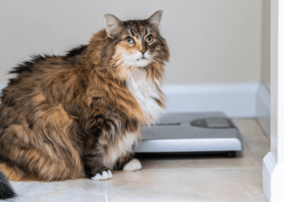 The Impact of Feline Obesity & How to Help Your Cat Lose Weight