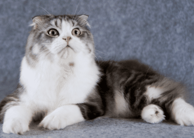 Cat Breed Spotlight: Scottish Fold