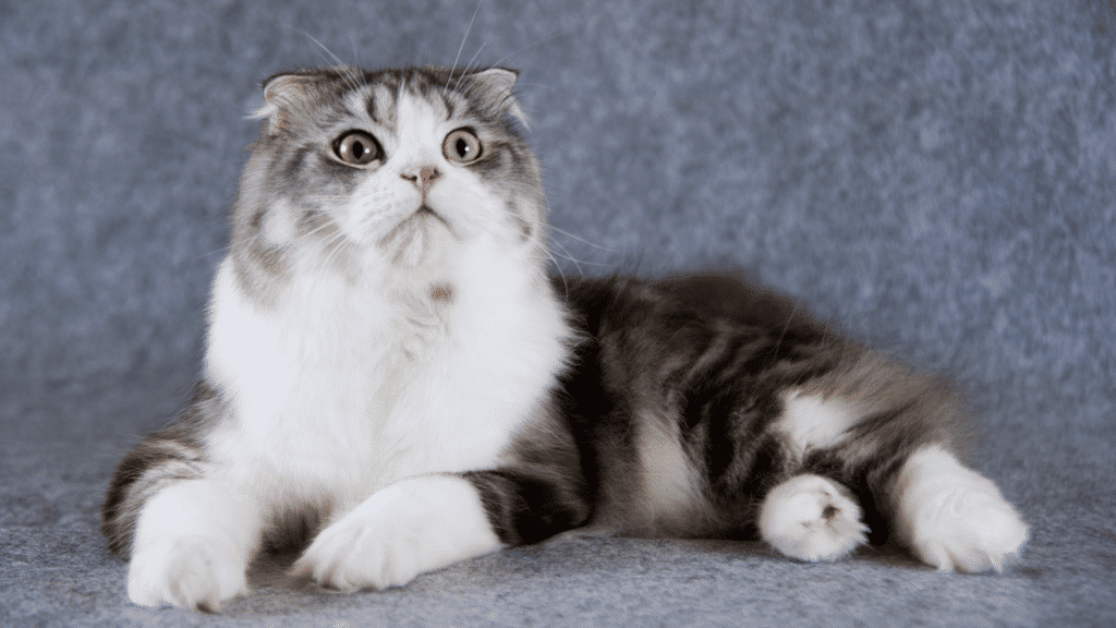 Cat Breed Spotlight: Scottish Fold
