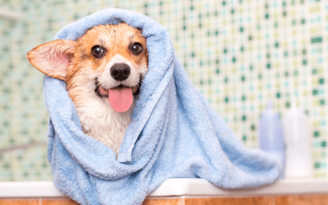 Dog Grooming: A Dr. Bill’s Guide